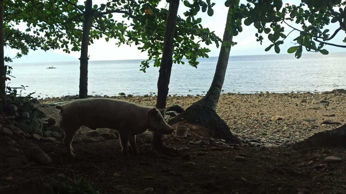 Pas mal d'habitants ont un ou plusieurs cochons, généralement attachés.