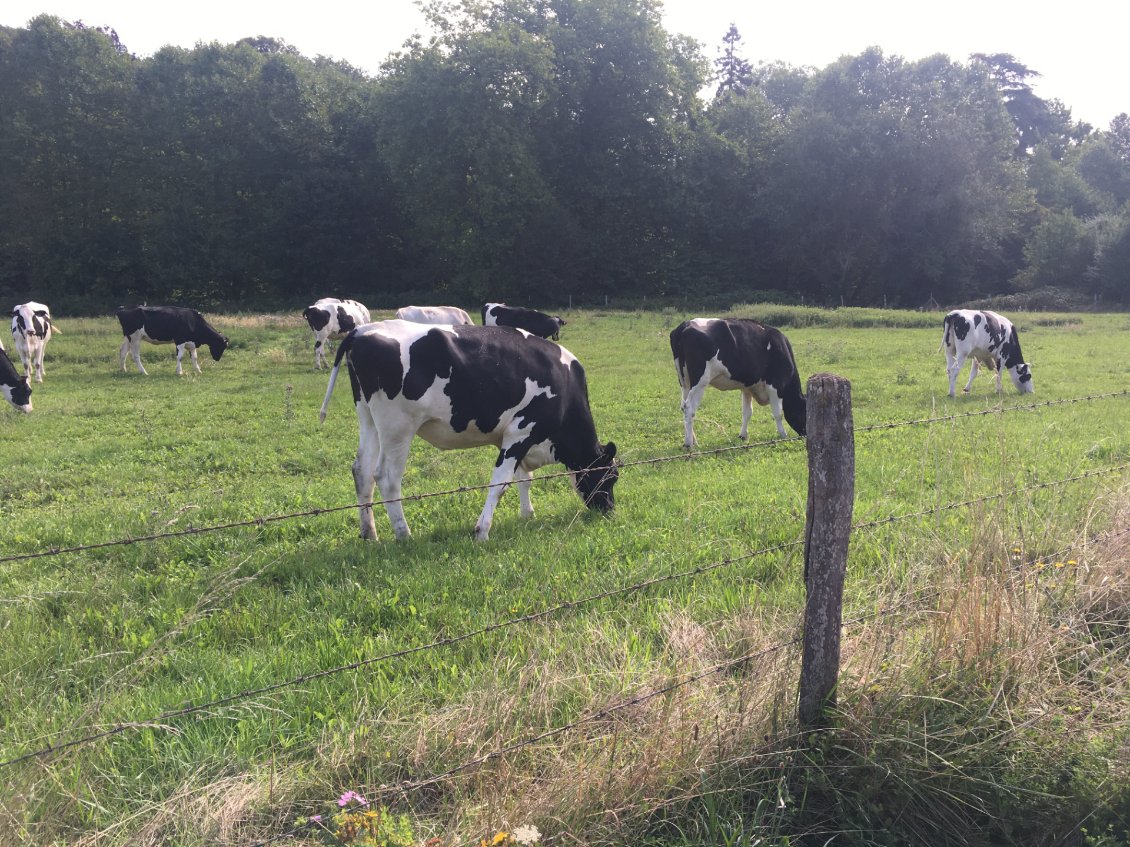 Y a même des vaches!