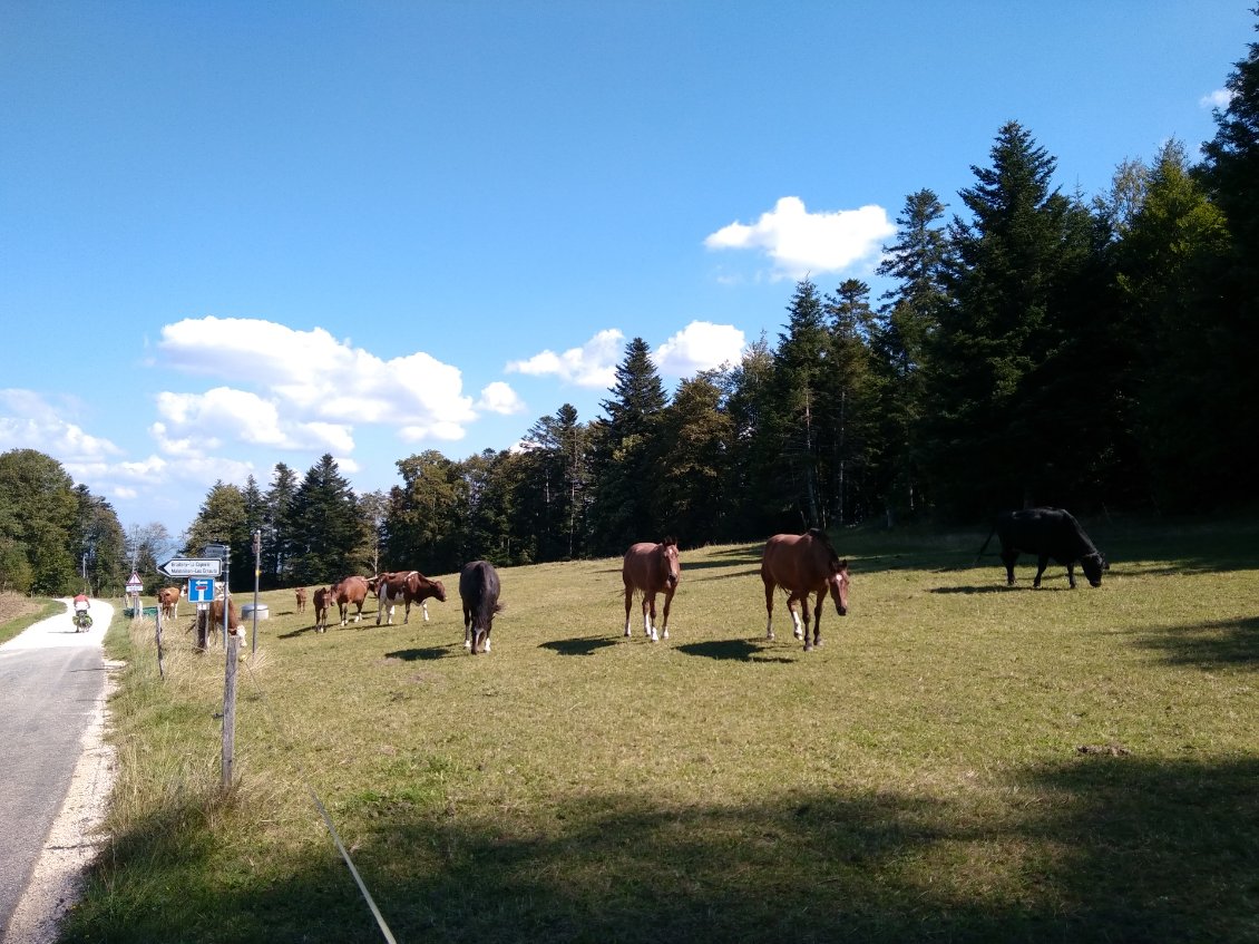 Chevaux et vaches suisses Franches Montagnes