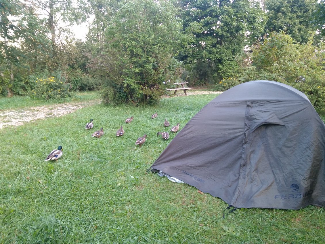 Visite des canards à la source du Doubs