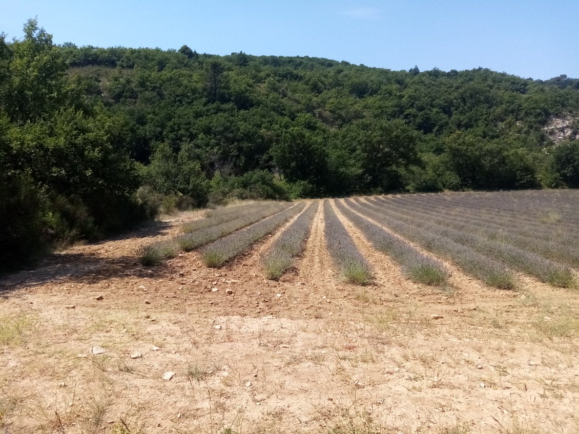 Les champs de lavande. Je suis bien en Provence !