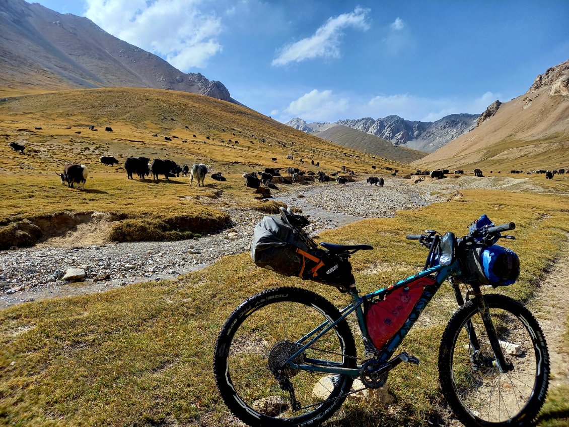 l'entrée dans les montagnes - yaks gardiens ou guides ? encore une fois j'évite un check point militaire - stupide frontière - (....) - peut-être - je passe par les montagne - souvenirs de la frontière italienne passée par les montagnes pour éviter le contrôle du pass sanitaire - avanza - Suza - 2021