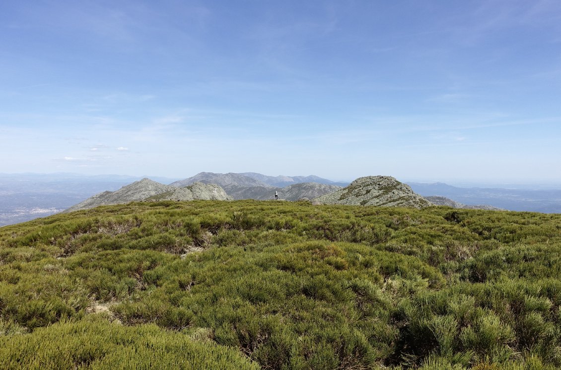 Les parterres de genêts sur les crêtes