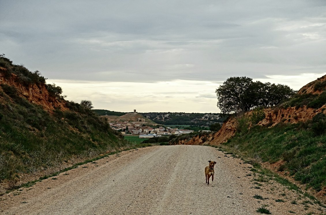 Il m'arrive d'avoir un compagnon de route pour quelques kilomètres. Jusqu'à présent, je n'a pas passer de bivouac avec eux.