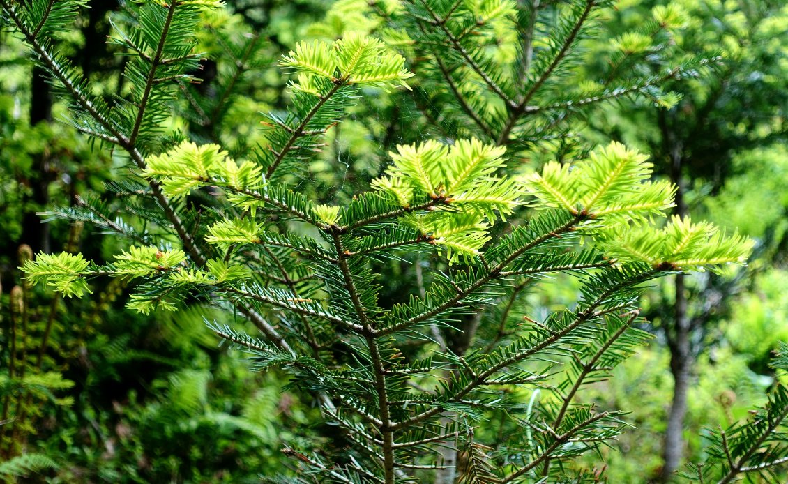 La végétation a commencé a exploser deux semaines avant mon arrivée. Les conifères font leurs nouvelles pousses, les fougères sortent de terre et se déplient, les plantes fleurissent.