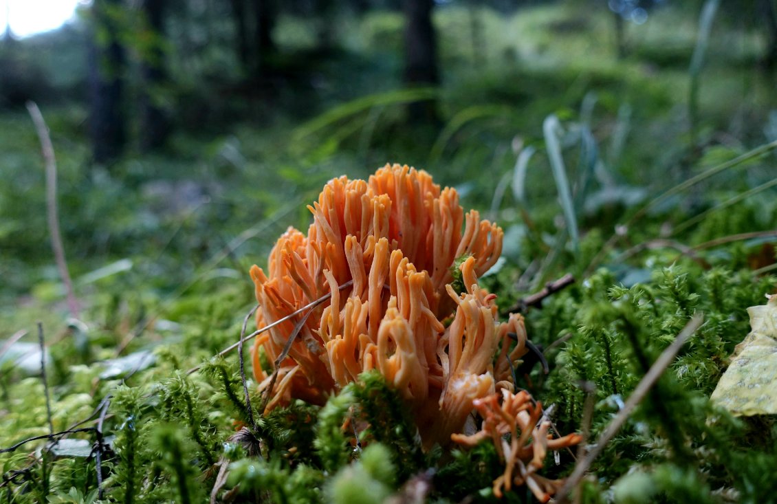 Clavaire, un corail dans la forêt