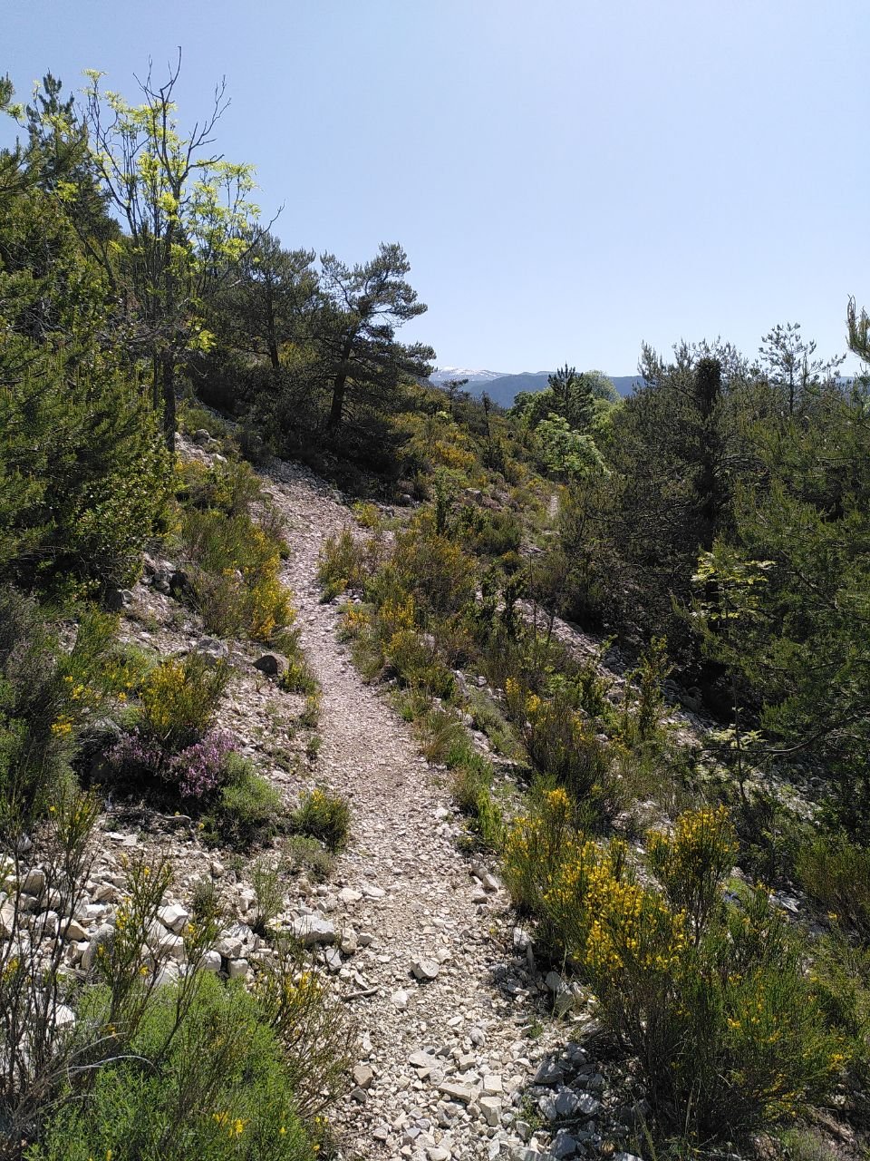 J13 - Joli sentier parfumé en traversée pour rejoindre Thorame