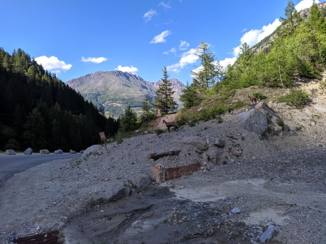 J49 - Chamois à côté de la route entre Valnontey et Cogne