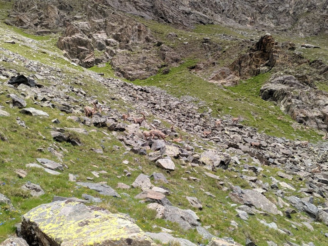 J49 - Troupeau de bouquetins dans la montée au Colle della Rossa.