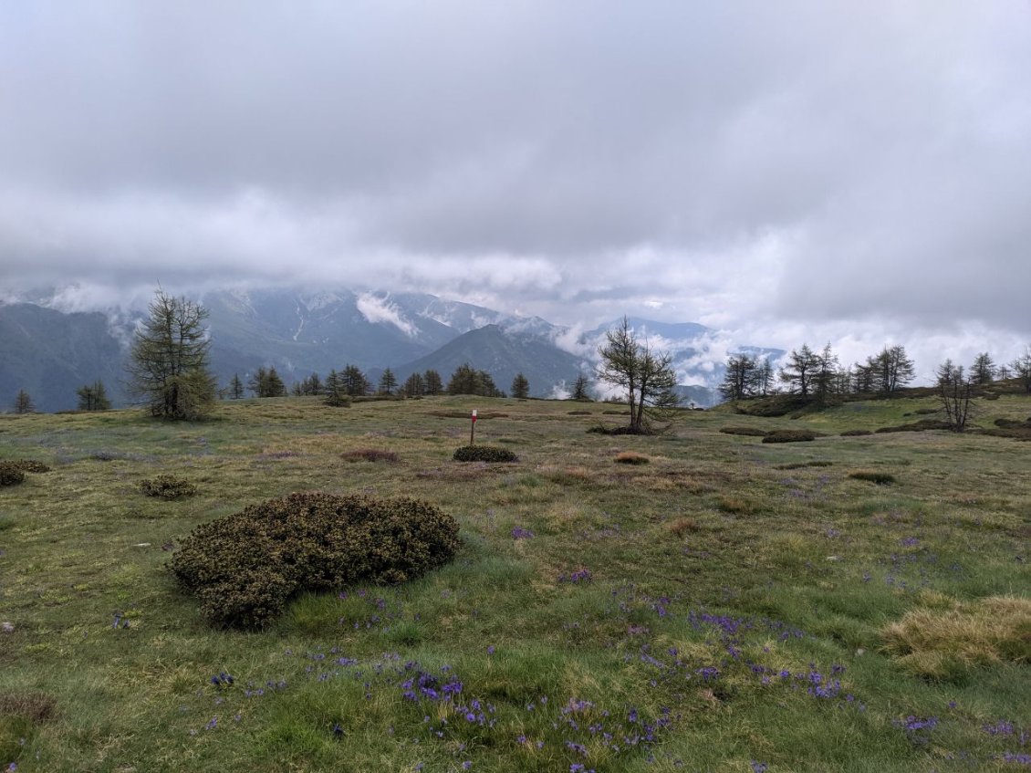 J22 - Ambiance de lande violette au Colle Rosso