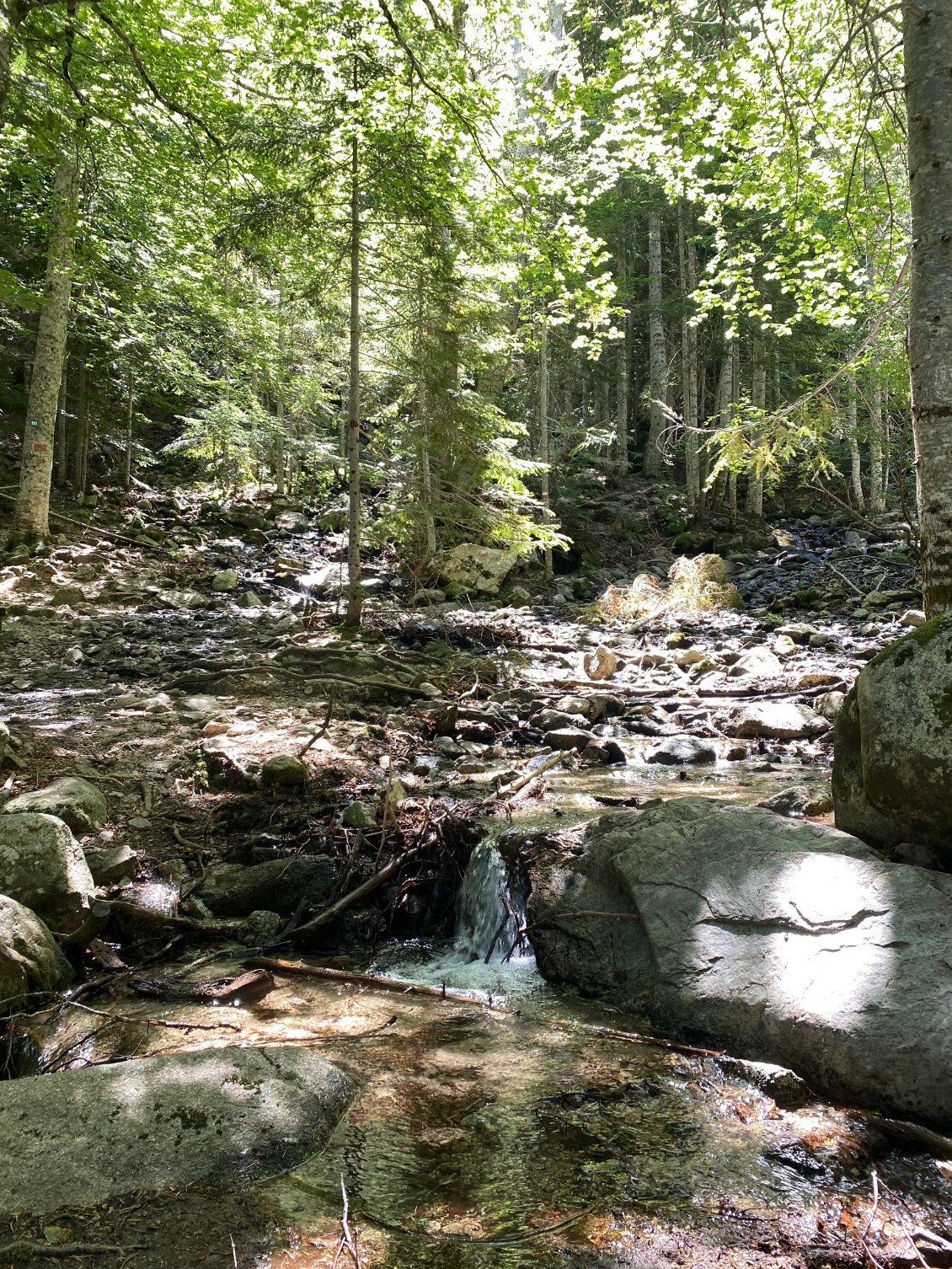 La forêvière