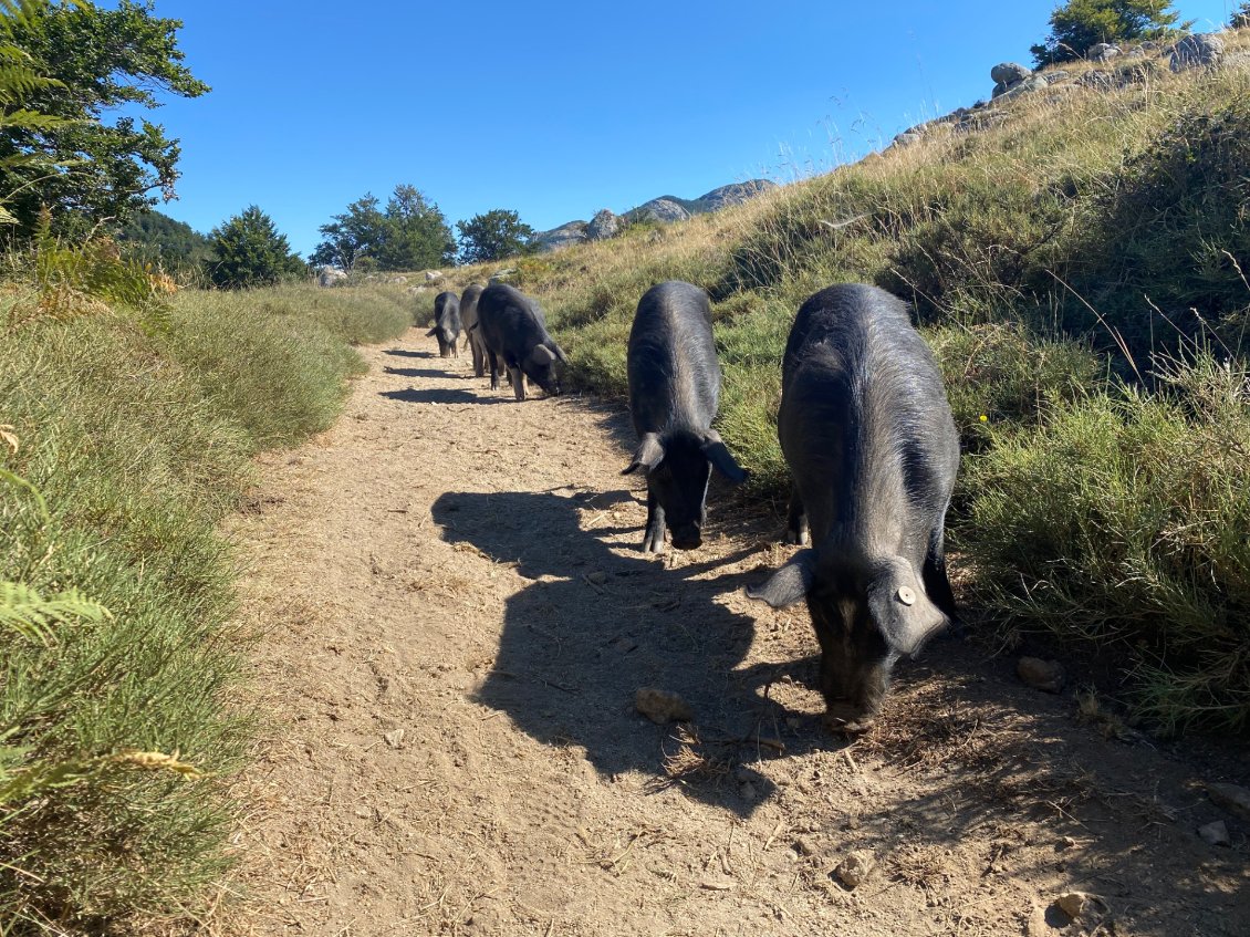 Queue de cochons