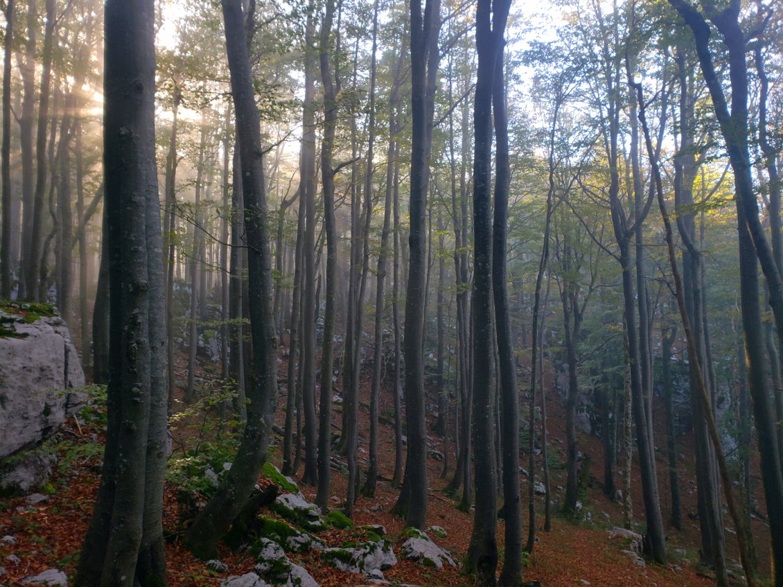 Le Velebit regorge de magnifiques forêts de hêtres.