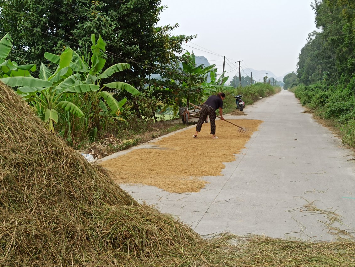 J13. Les grains de riz sont étalés sur le bord de la route pour sécher.