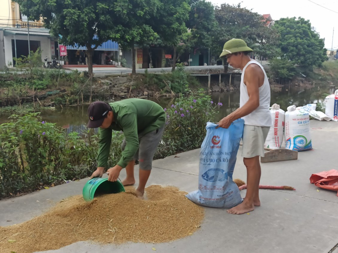 J15. Une fois séchés les grains de riz sont mis en sac. Ils seront ensuite décortiqués par une machine (cf. publication précédente). Ici aussi il s'agit d'une production personnelle issue d'un jardin.