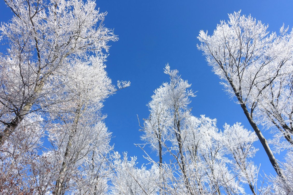 Avec une nouvelle vague de froid, je marche ces jours-ci sur la neige et dans de belles forêts enneigées aux arbres glacés.