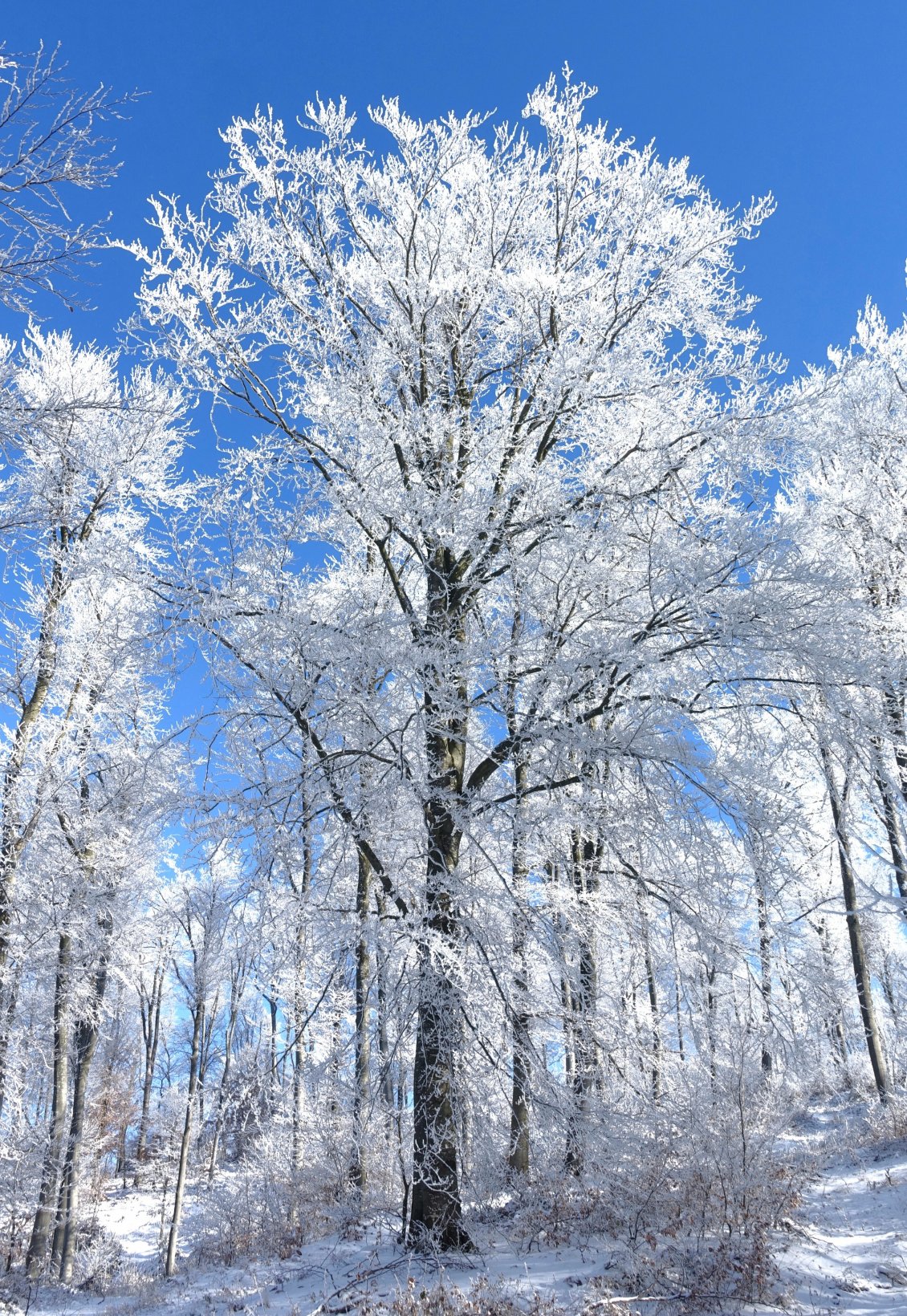 Je ne me lasse pas de ces arbres d'un blanc étincelant.