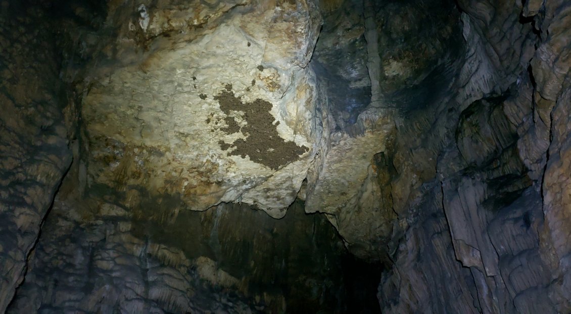 À la fin de la galerie, loin sous la terre, des centaines de chauves-souris sont accrochées les unes contre les autres au plafond de la grotte.