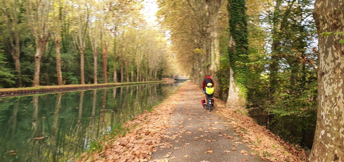 Des platanes et encore des platanes