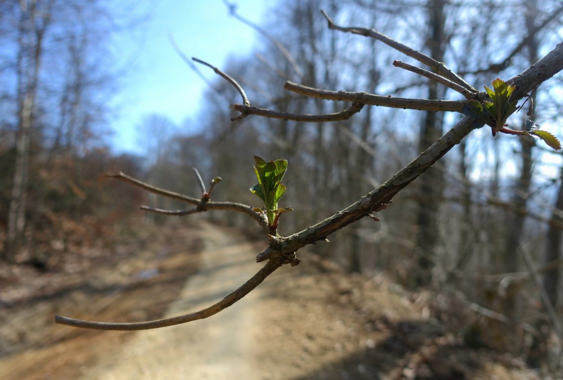 Je suis dans l'intersaison où la neige a fondu et la végétation n'est pas encore sortie. Seuls quelques premiers bourgeons reprennent vie.