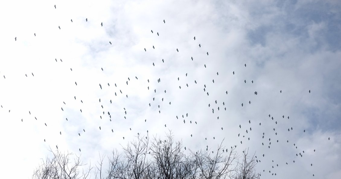 Un vol de hérons qui regagne le nord pour le printemps.