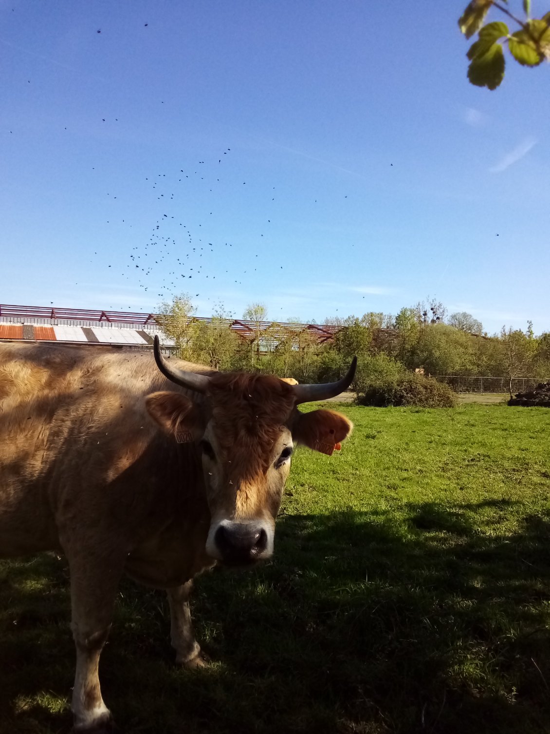 Ma charmante voisine de palier. Nous sommes quand même séparés par un grillage pour un peu d'intimité.