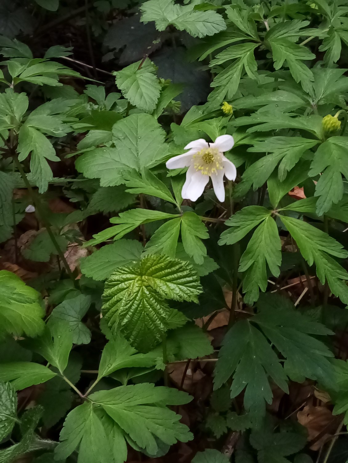 Une récompense tout de même : des anémones des bois. Jolies.