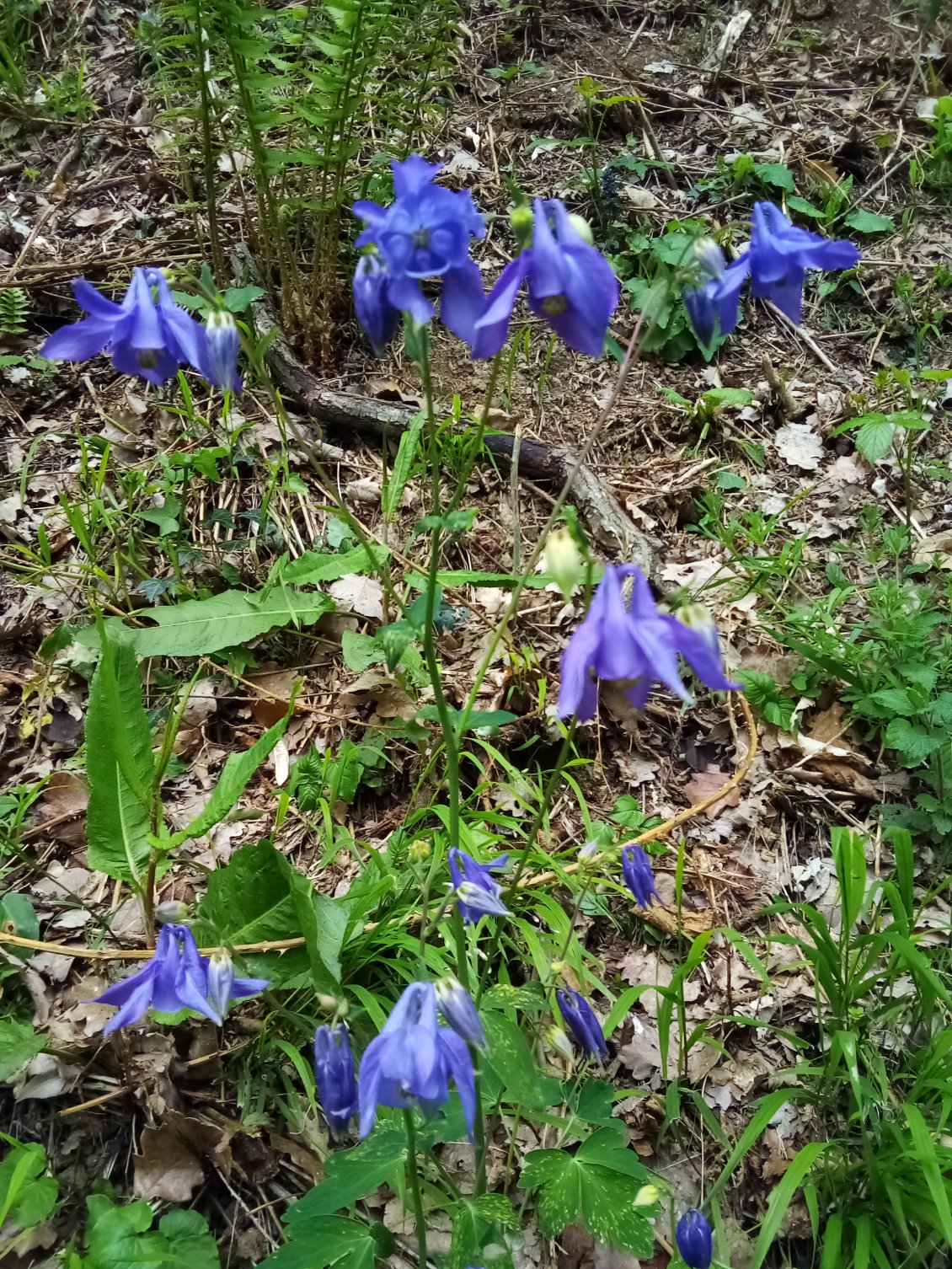 Ancolie. Photo pas très nette dommage car c'est vraiment superbe.