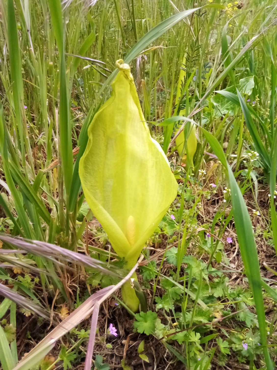 Arum.