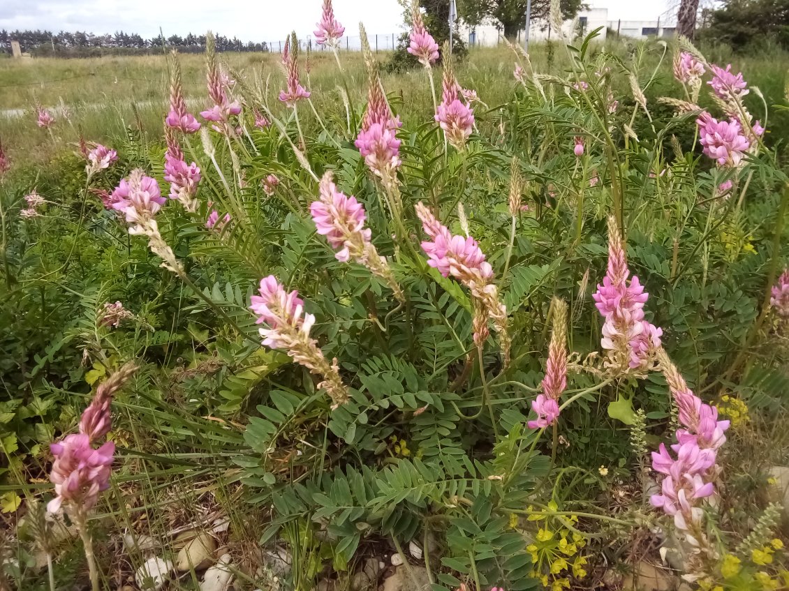 Sainfoin.