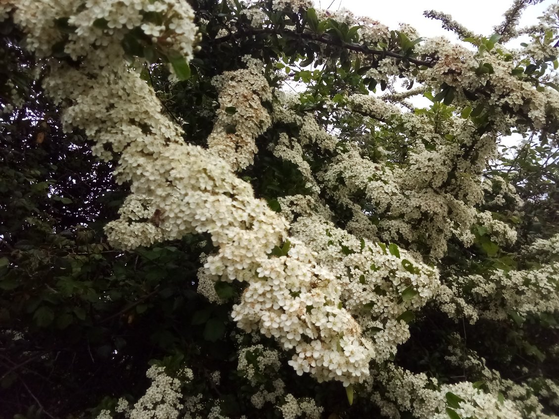 Classique mais toujours efficace, l'aubépine. Apis mellifera ne s'y trompe pas.