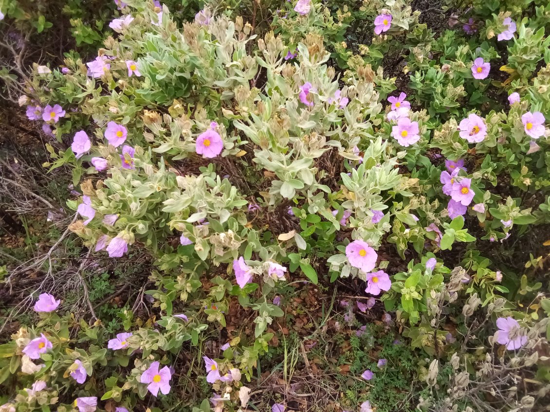 Il y a tout plein de belles fleurs, comme ces cistes cottoneuses.