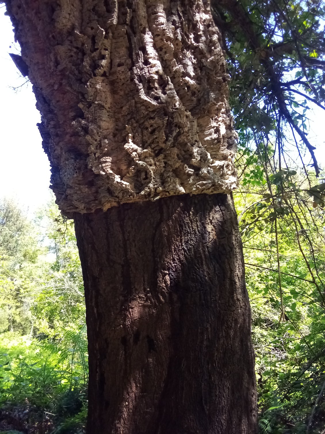 Et l'arbre préféré des amateurs de gouleyant, le chêne liège.