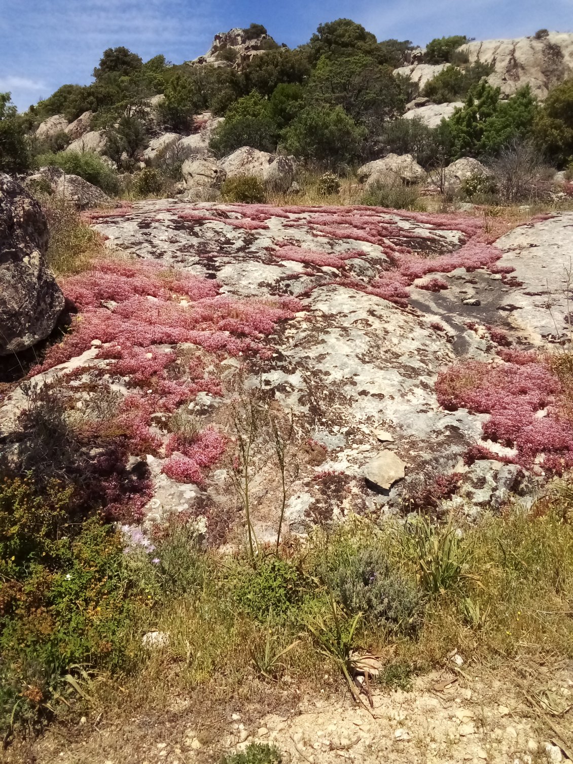 Orpin (lequel ?) formant des tâches sur la roche.