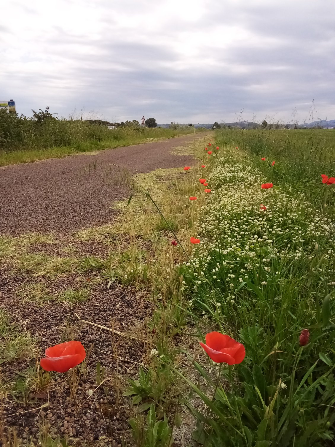 C'est toujours plaisant une piste cyclable bordée de coquelicots.