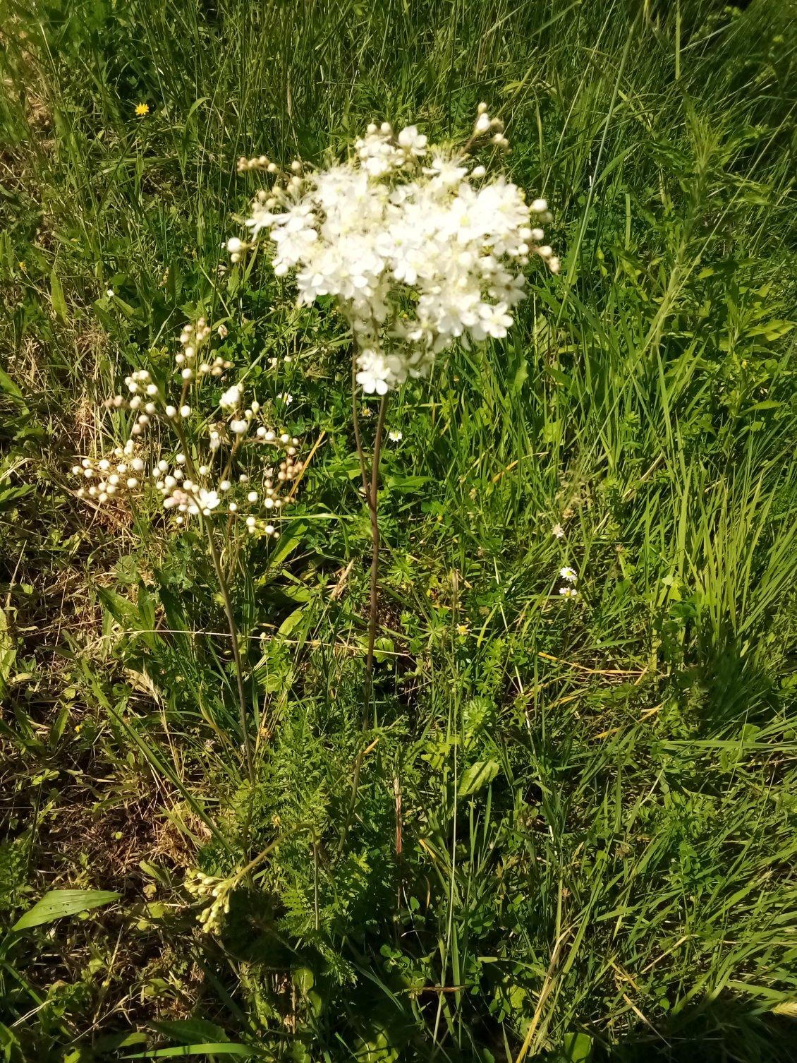 Reine des prés.