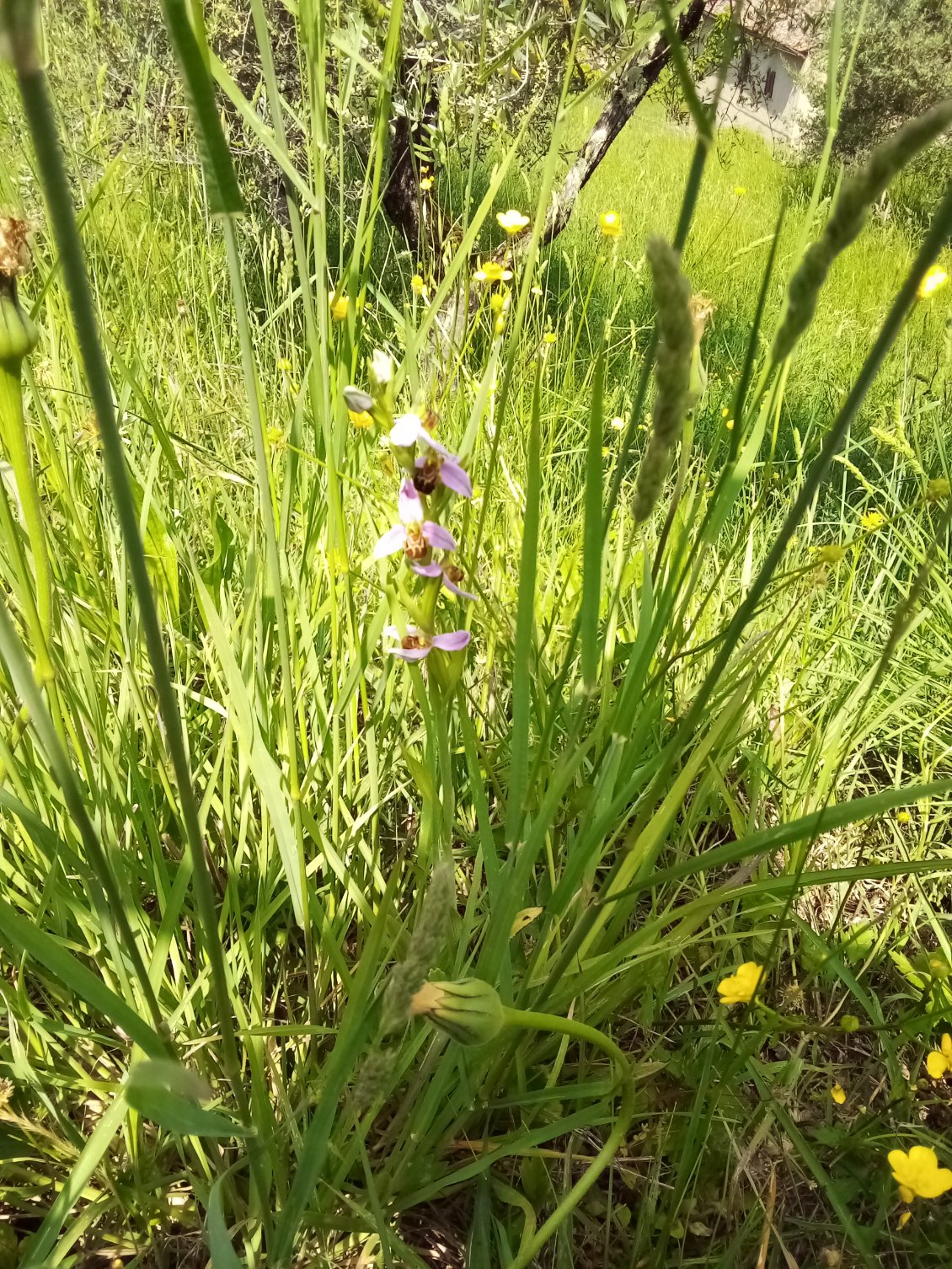 Une jolie orchis.