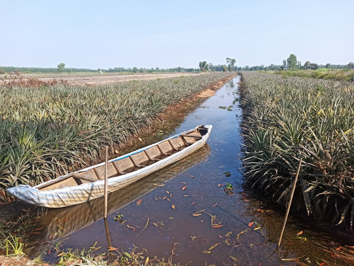 J2. Plantation d'ananas avec un accès en barque pour travailler.