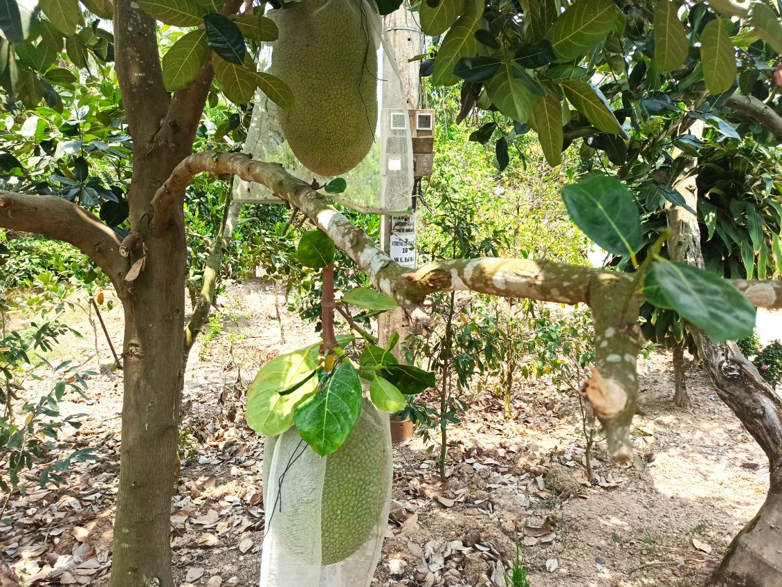 J2. Le fruit du jaquier (l'arbre) est la pomme jaque. Souvenez-vous en, on en verra d'autres un peu plus tard.