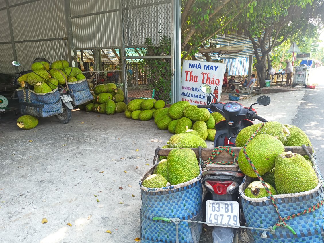 J2. Après avoir récolté les fruits du jacquier, le fermier les vend à un grossiste qui les revend à des commerçants.