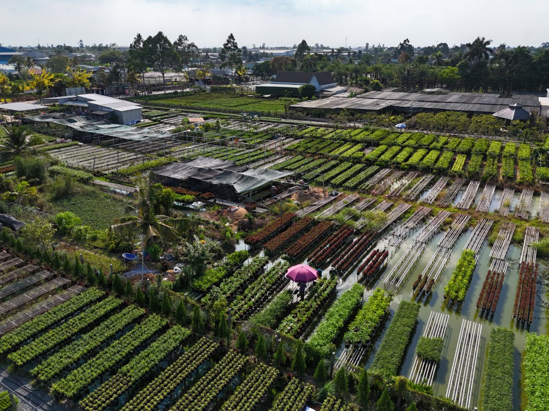 J9. A Sa Đéc des fleurs sont cultivées pour être acheminées à Ho Chi Minh et dans le sud du Vietnam.