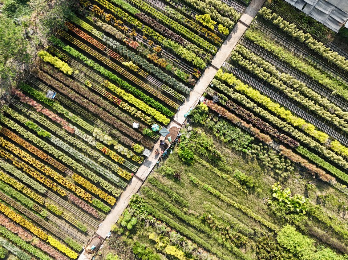 J9. Beaucoup de fleurs sont cultivées en hauteur pour éviter d'être endommagées par les inondations.