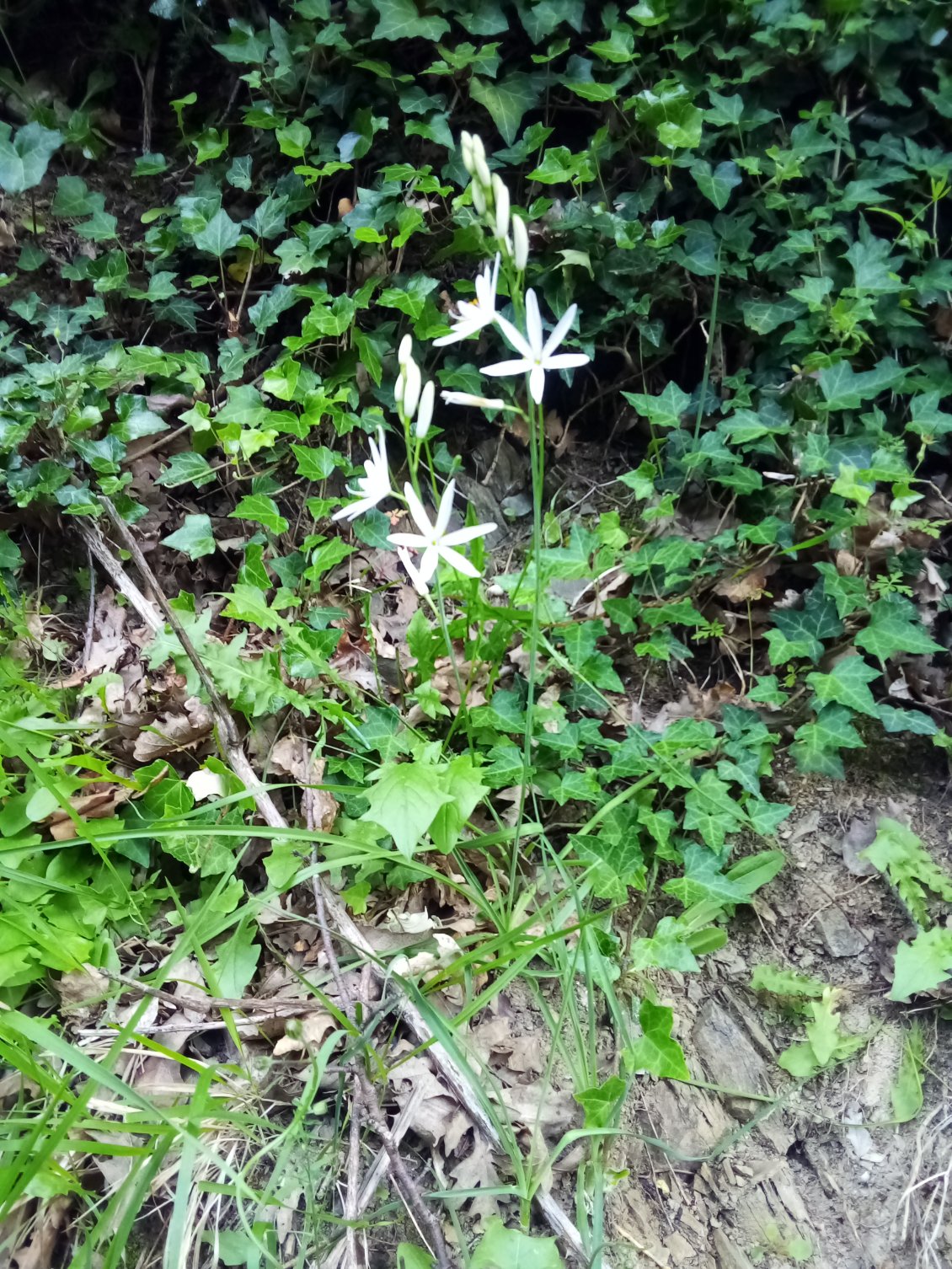 Phalangère à fleur de lys.