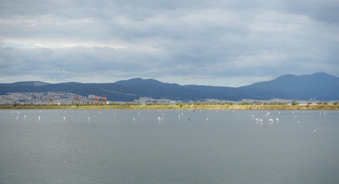 Le lagon de Kalochori, peuplé de flamands roses en cette saison, devant Thessalonique au bord de la baie du même nom.