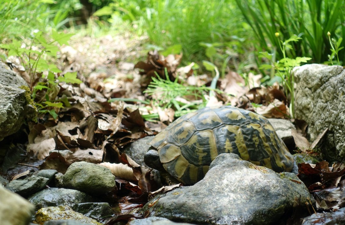 Je vois des centaines de tortues dans les forêts, les marais, au bord des chemins... Une chose de plus à laquelle je m'habitue sans me lasser.