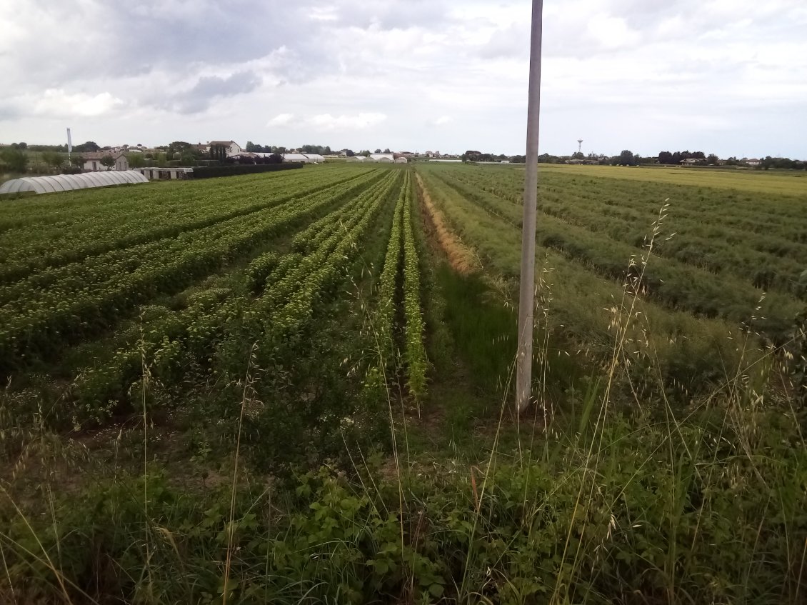 Producteur de semences. A gauche carottes, à droite rutabagas. Si, si, faites moi confiance.