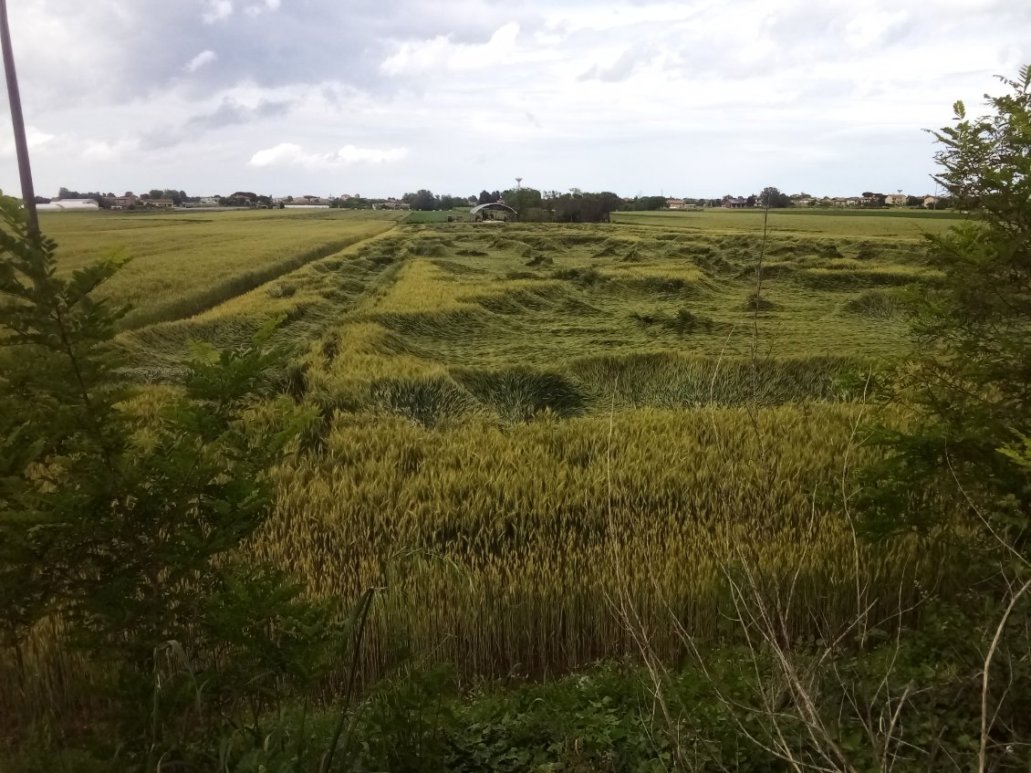 Les pluies ont couché certaines parcelles de blé...