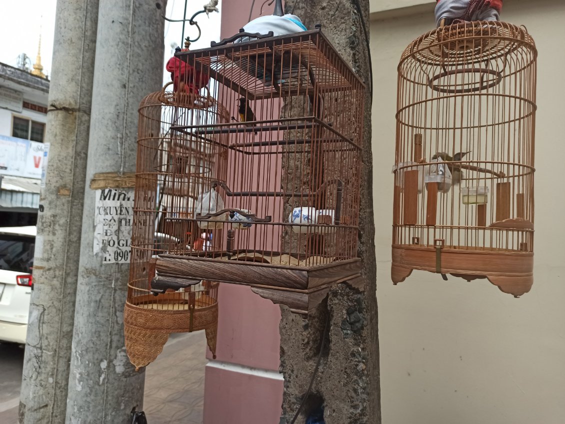 J12. Les Vietnamiens apprécient les oiseaux en cage, pour leurs chants.