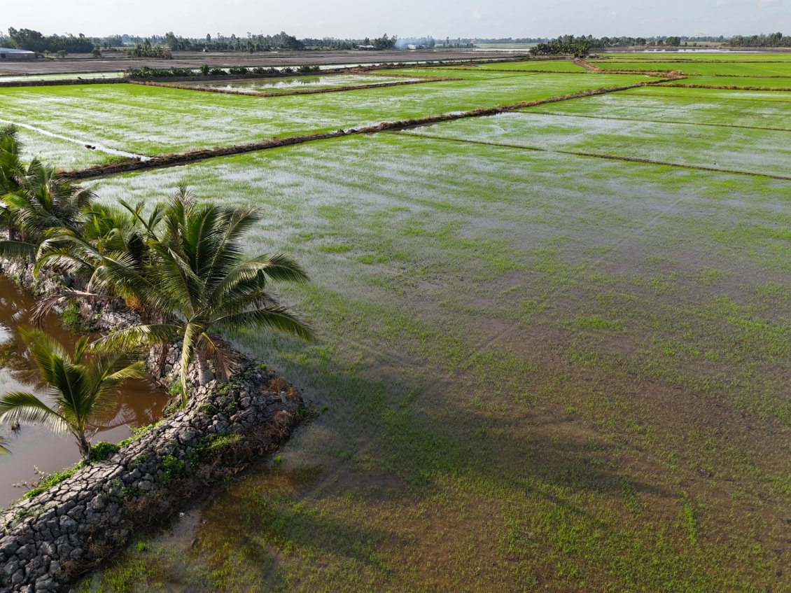 J15. Les jeunes plants de riz ont été repiqués dans les champs inondés.