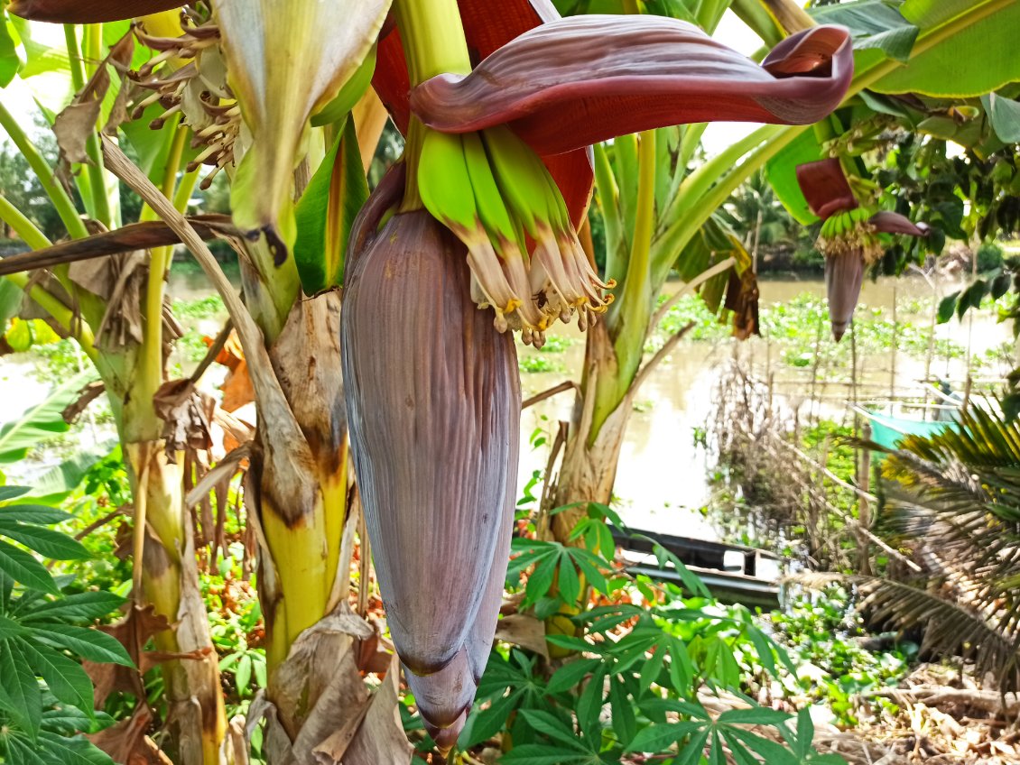 J15. Des bananes. Les fleurs peuvent être mangées. Je les retrouve parfois dans mes plats. Sous chaque feuille qui se soulève les unes après les autres, de nouvelles bananes apparaissent.